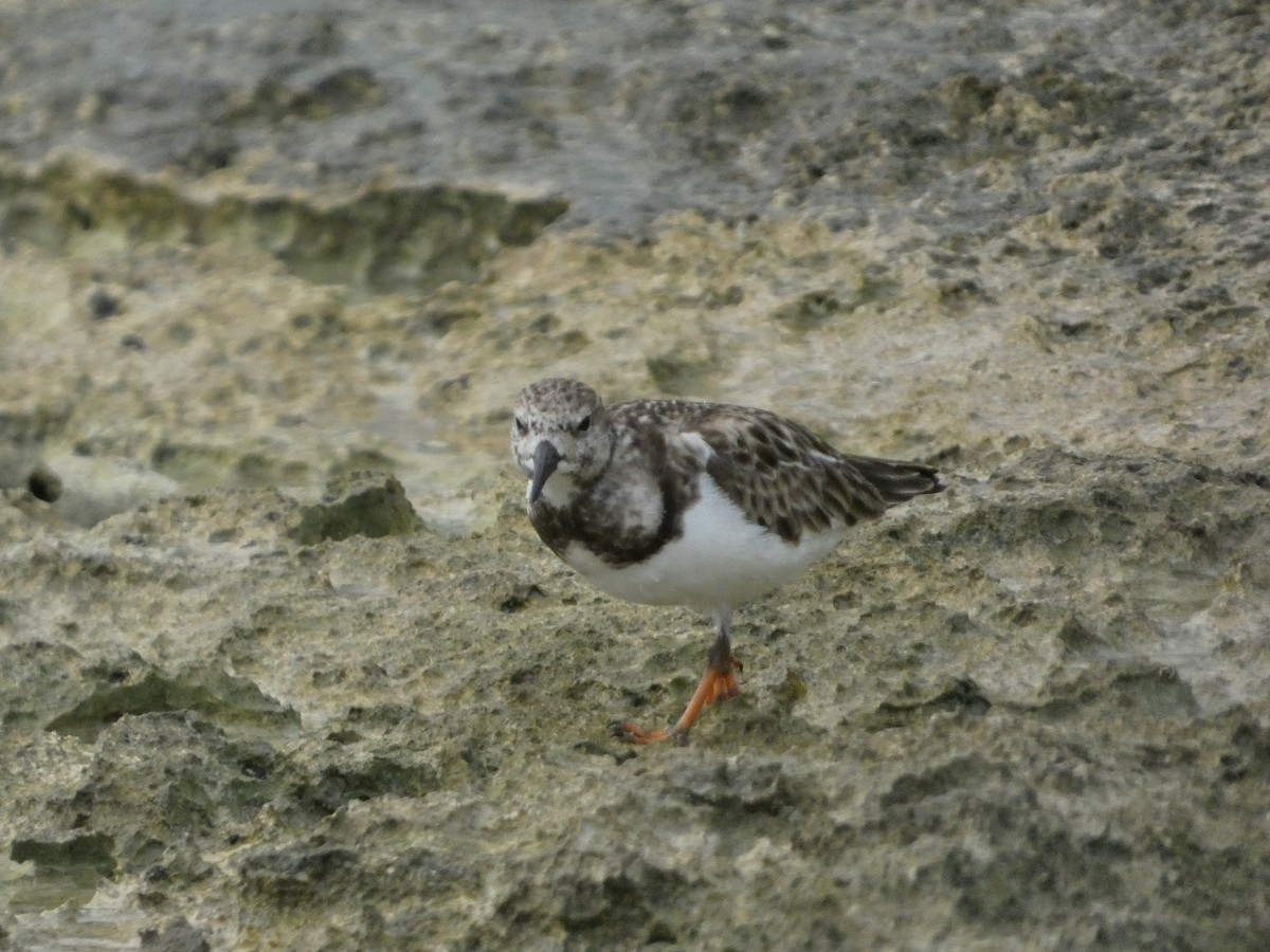 Ruddy Turnstone - ML647136339