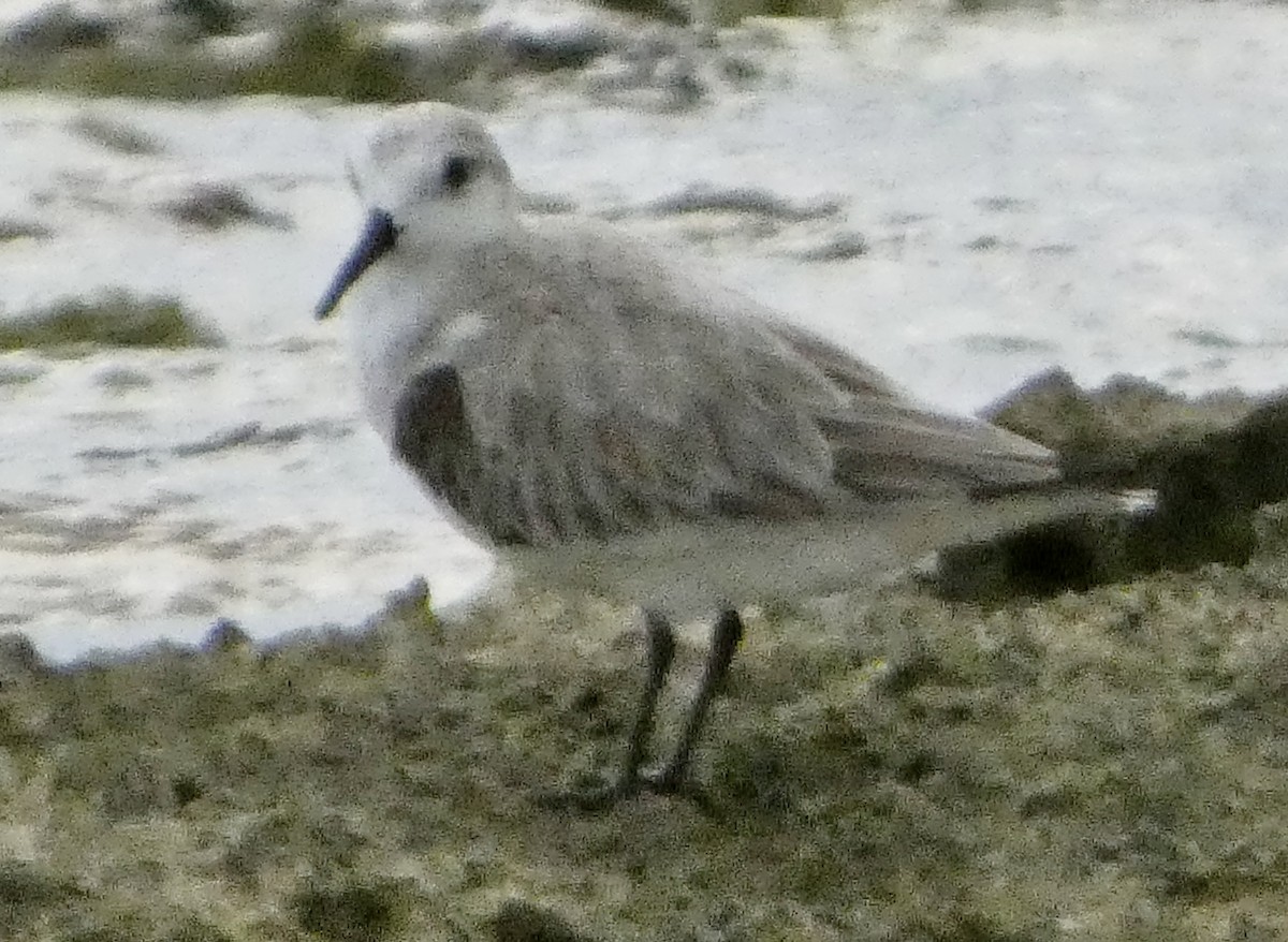 Sanderling - ML647136346