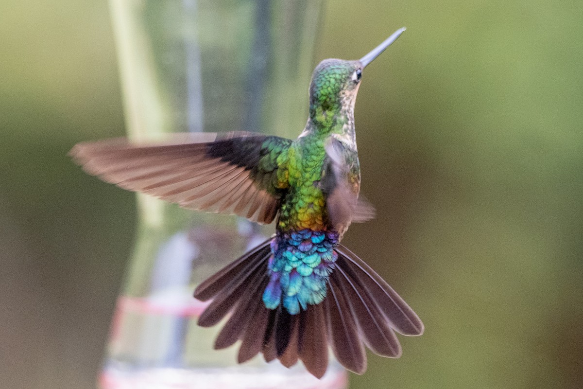 inka modrohrdlý - ML647136355