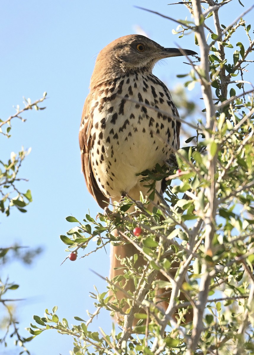Cuitlacoche Rojizo - ML647136360