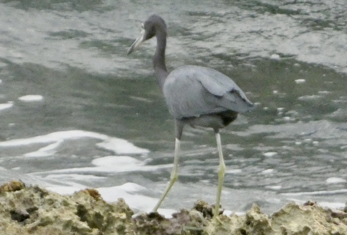 Little Blue Heron - ML647136400