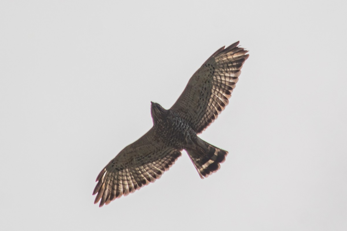 Broad-winged Hawk - ML647136401