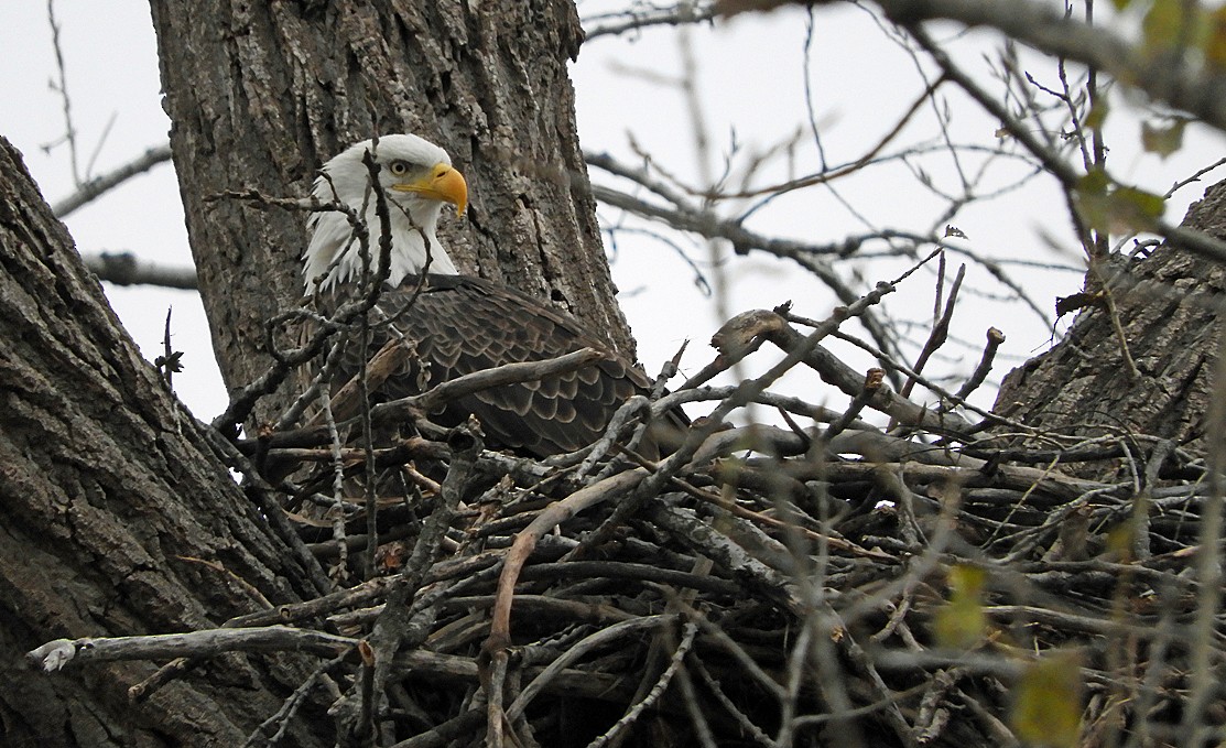 Bald Eagle - ML647136412