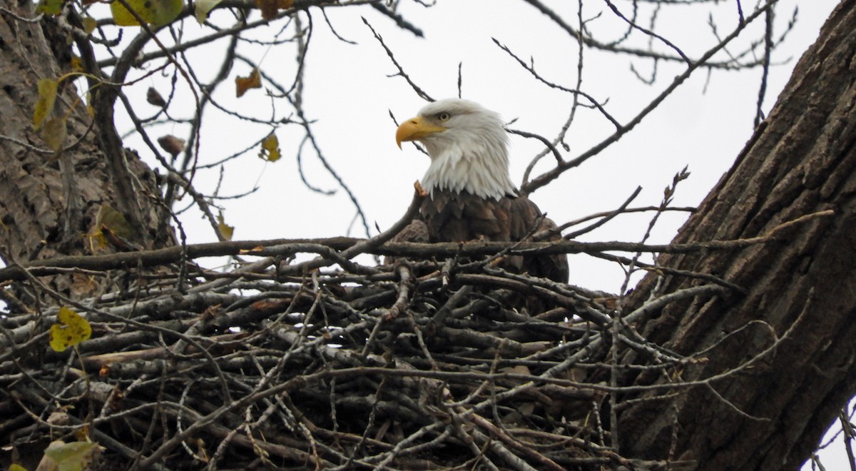 Bald Eagle - ML647136415