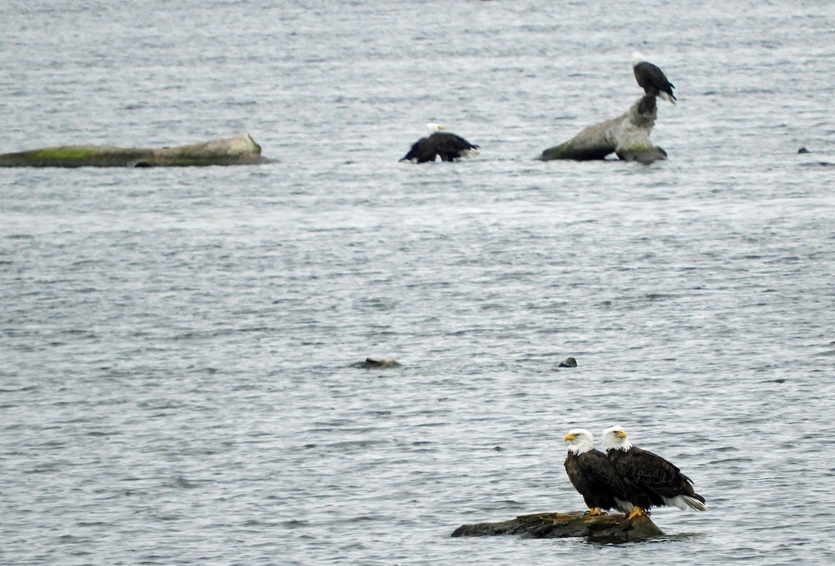 Bald Eagle - ML647136417