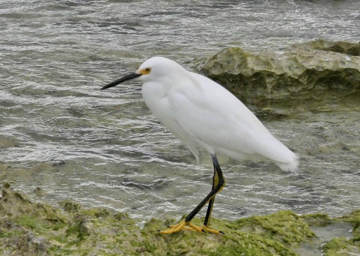 Snowy Egret - ML647136422