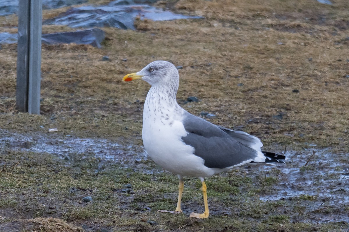 Heringsmöwe - ML647136423