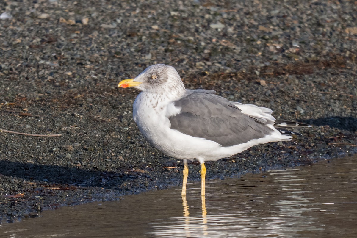 Heringsmöwe - ML647136424