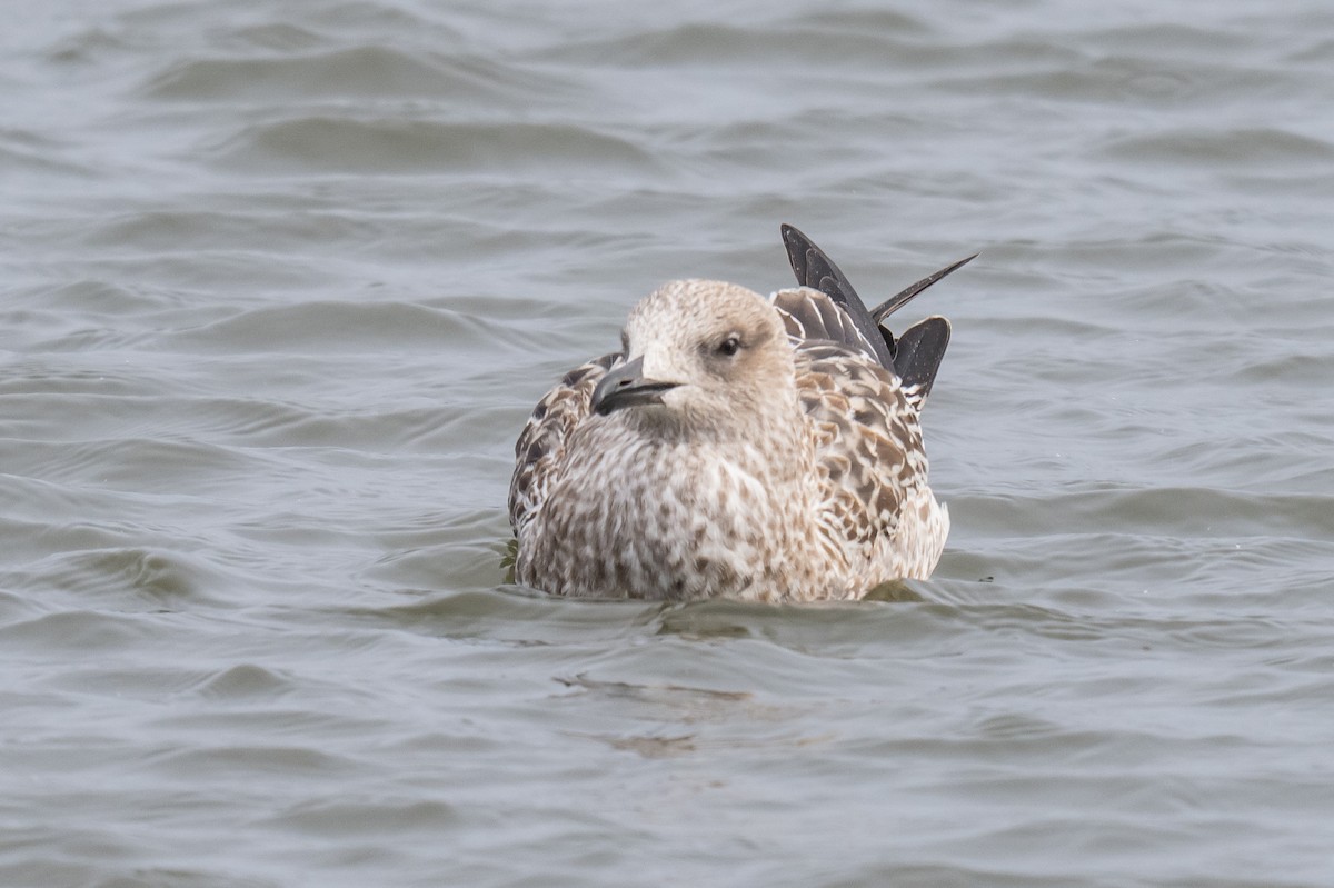 Heringsmöwe - ML647136425