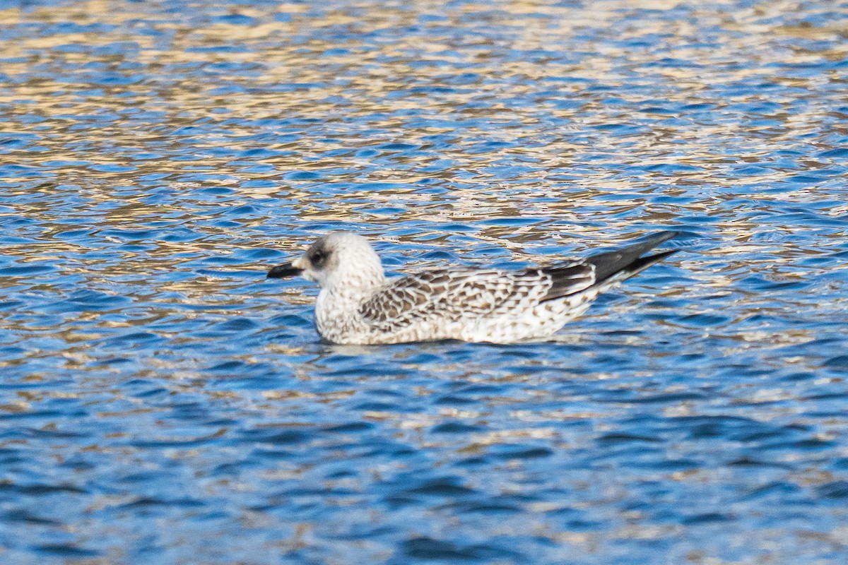 Heringsmöwe - ML647136426