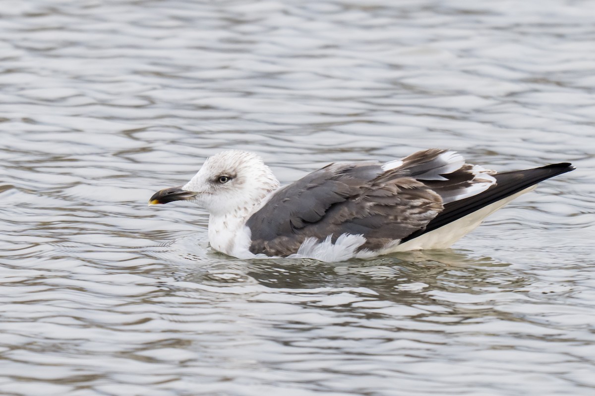 Heringsmöwe - ML647136427