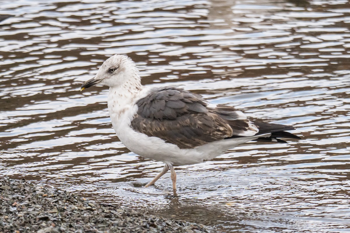 Heringsmöwe - ML647136428