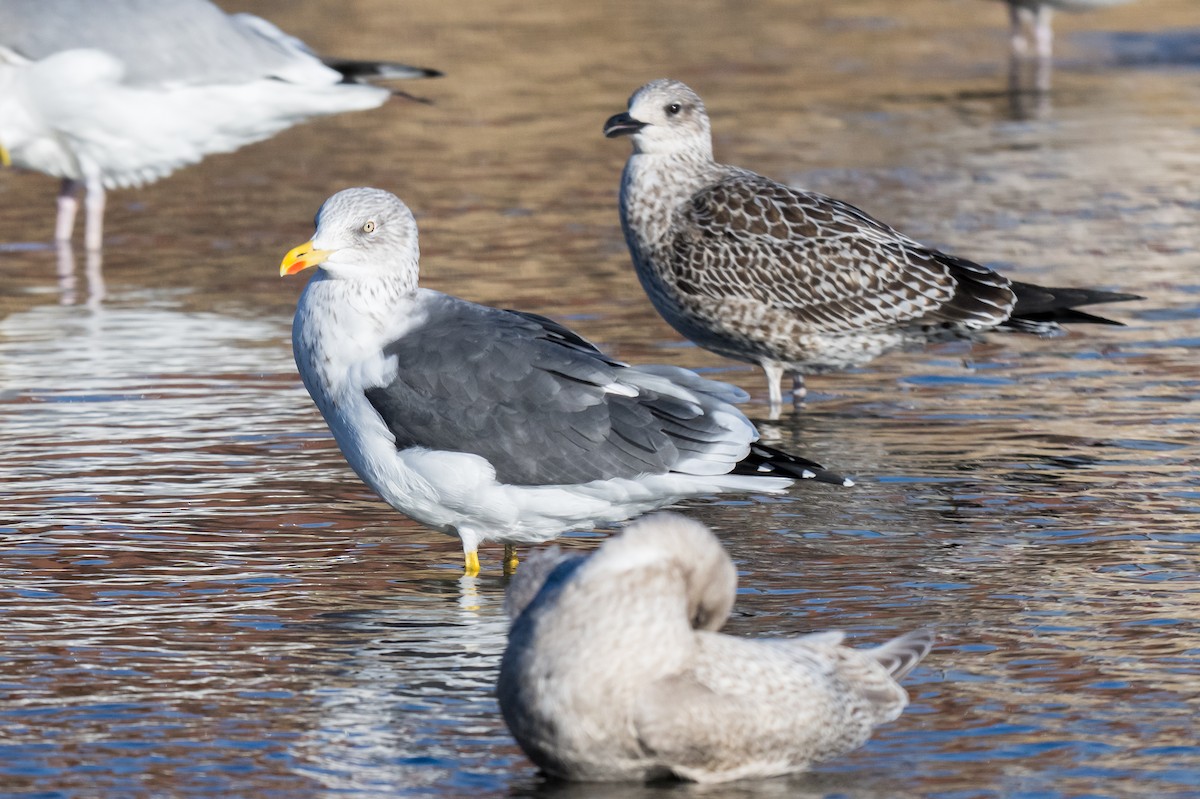 Heringsmöwe - ML647136429