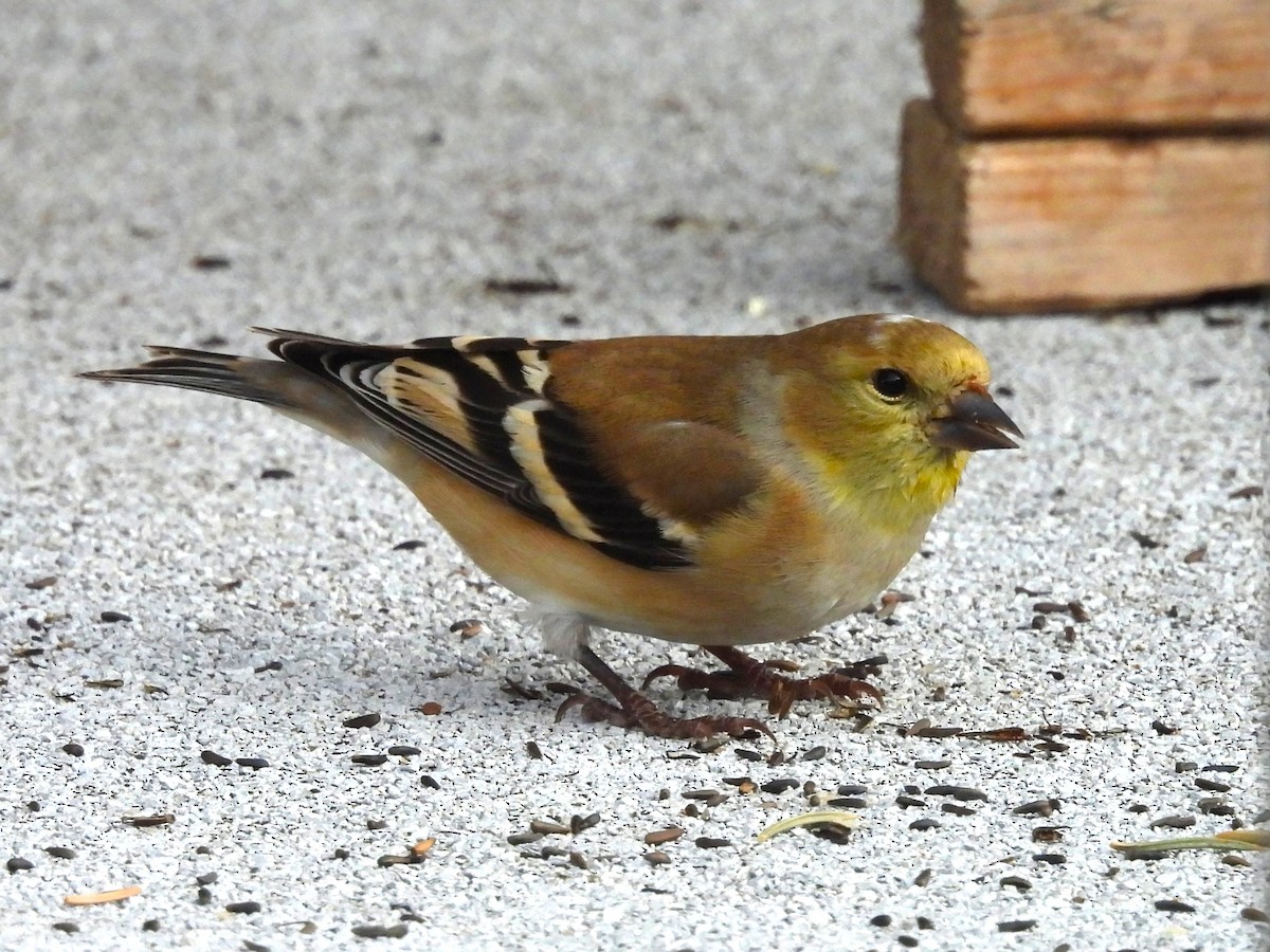 Chardonneret jaune - ML647136430