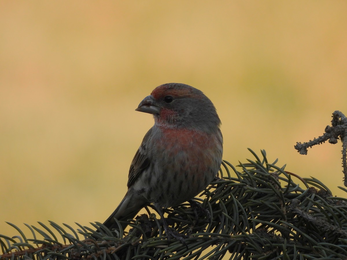 Roselin familier - ML647136431