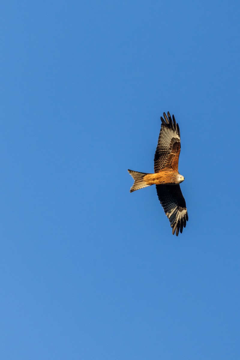 アカトビ - ML647136436