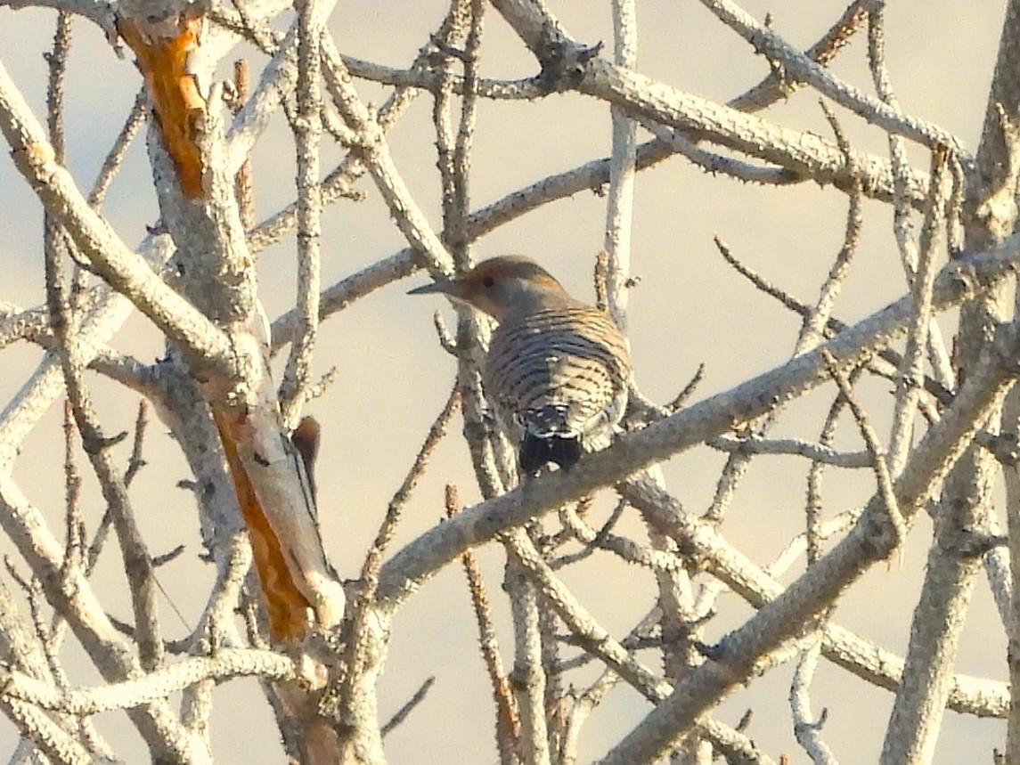 Pic flamboyant - ML647136440