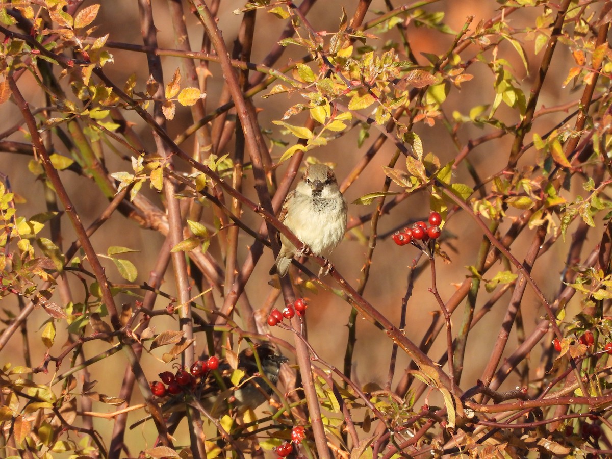 Moineau domestique - ML647136445