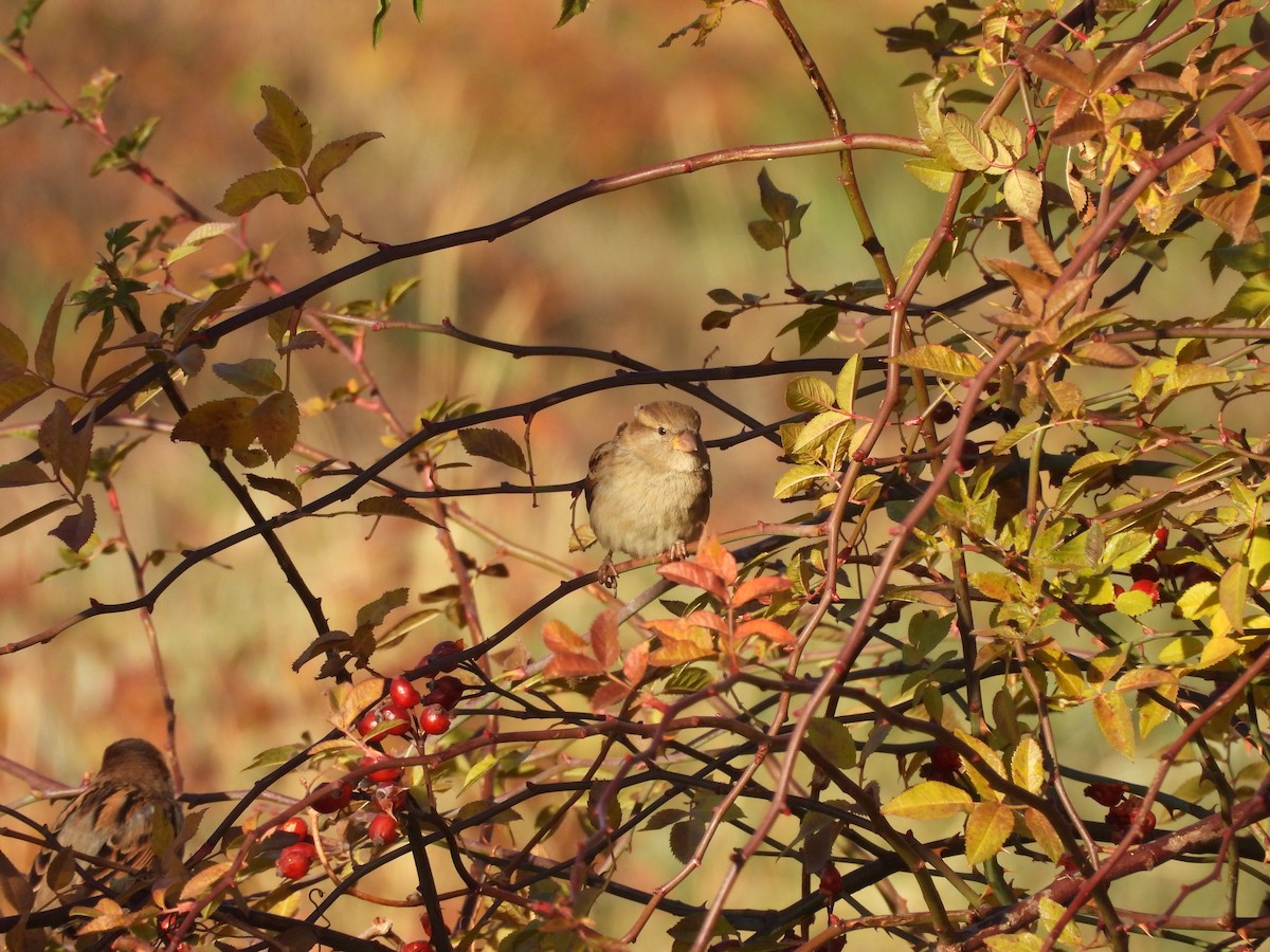 Moineau domestique - ML647136446