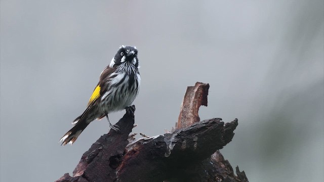 New Holland Honeyeater - ML647136447