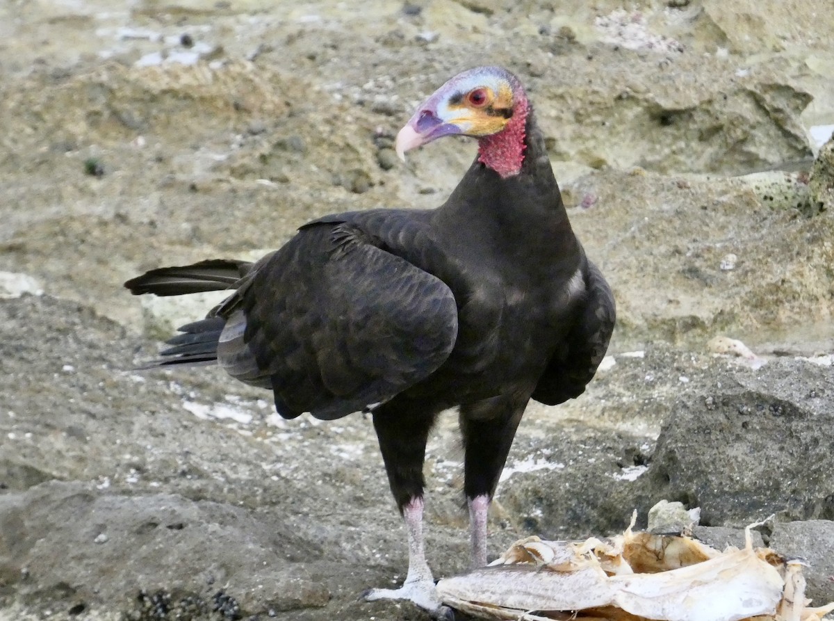 Lesser Yellow-headed Vulture - ML647136448
