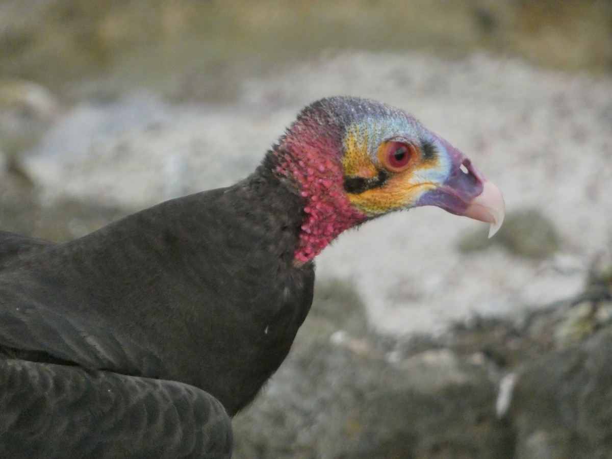 Lesser Yellow-headed Vulture - ML647136449
