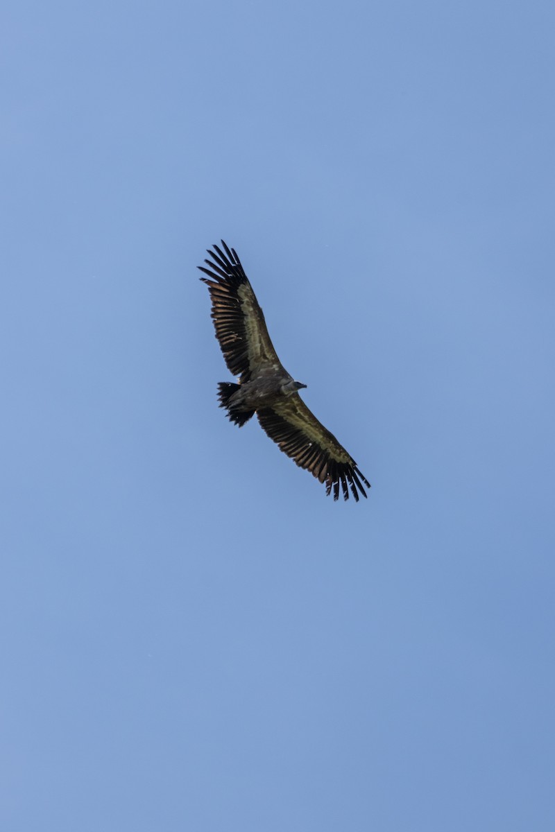 Eurasian Griffon - ML647136450