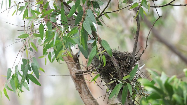 Red Wattlebird - ML647136456