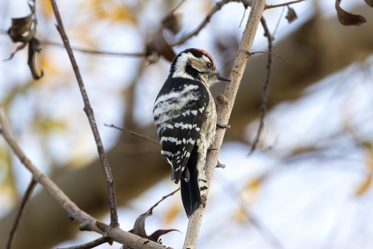 strakapoud malý - ML647136464