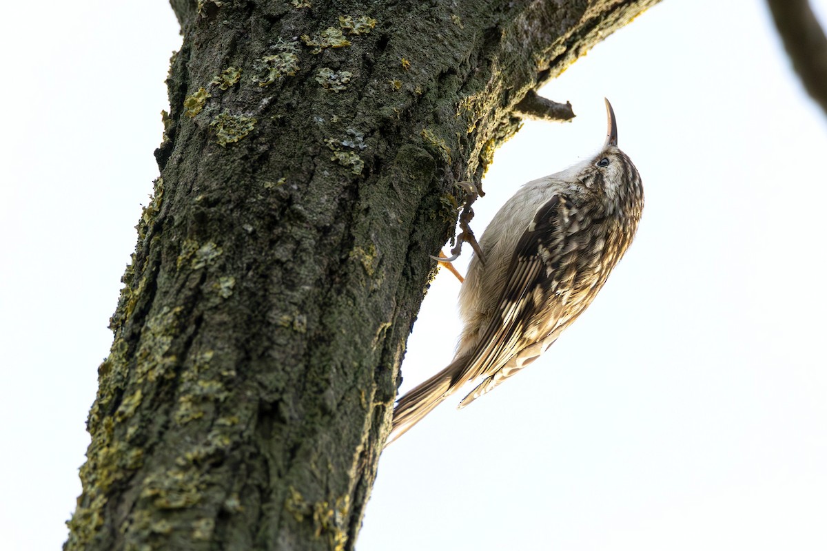 šoupálek krátkoprstý - ML647136477