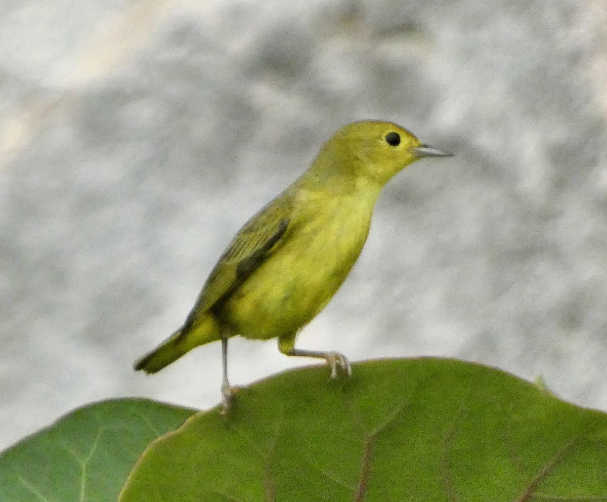 Prothonotary Warbler - ML647136481