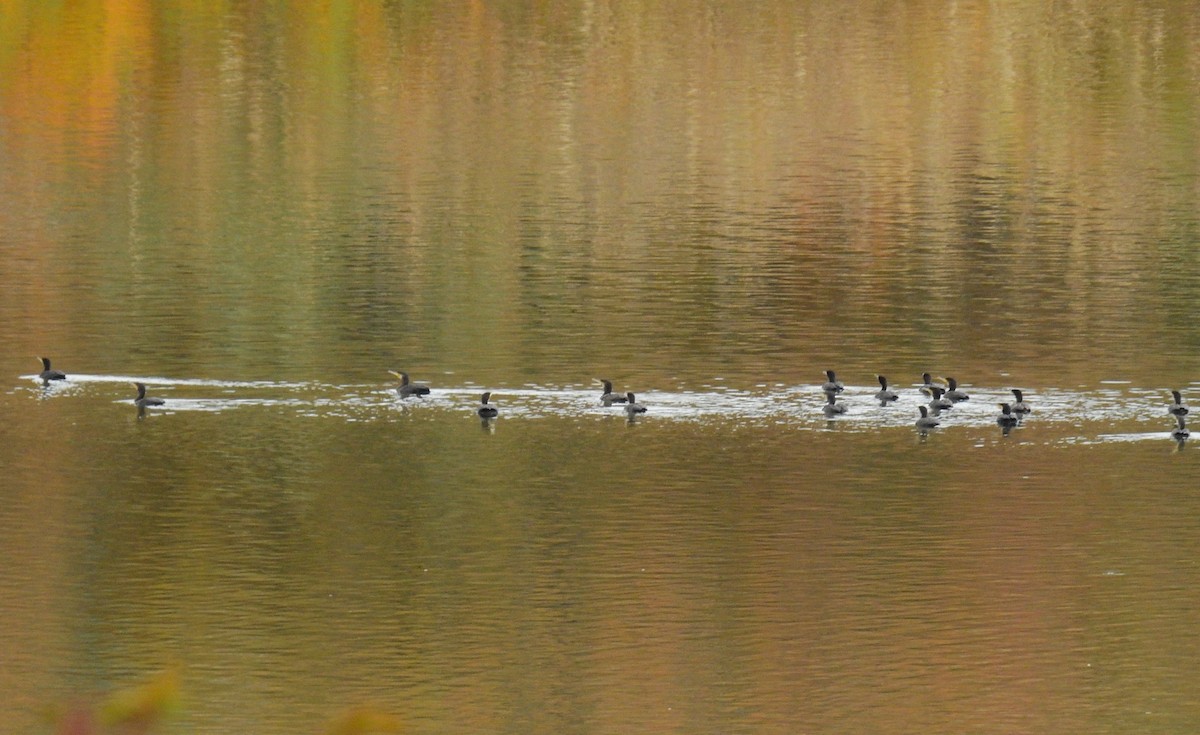 Kormoran - ML647136486