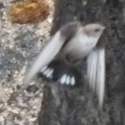 Скальная ласточка - ML647136507