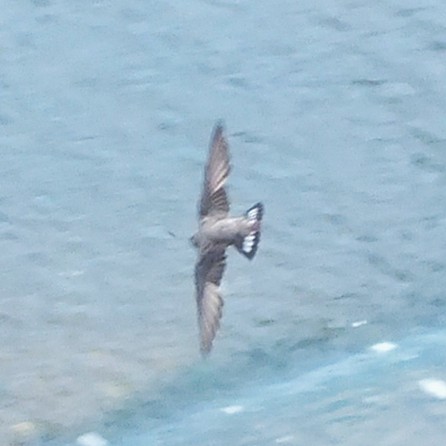 Скальная ласточка - ML647136508