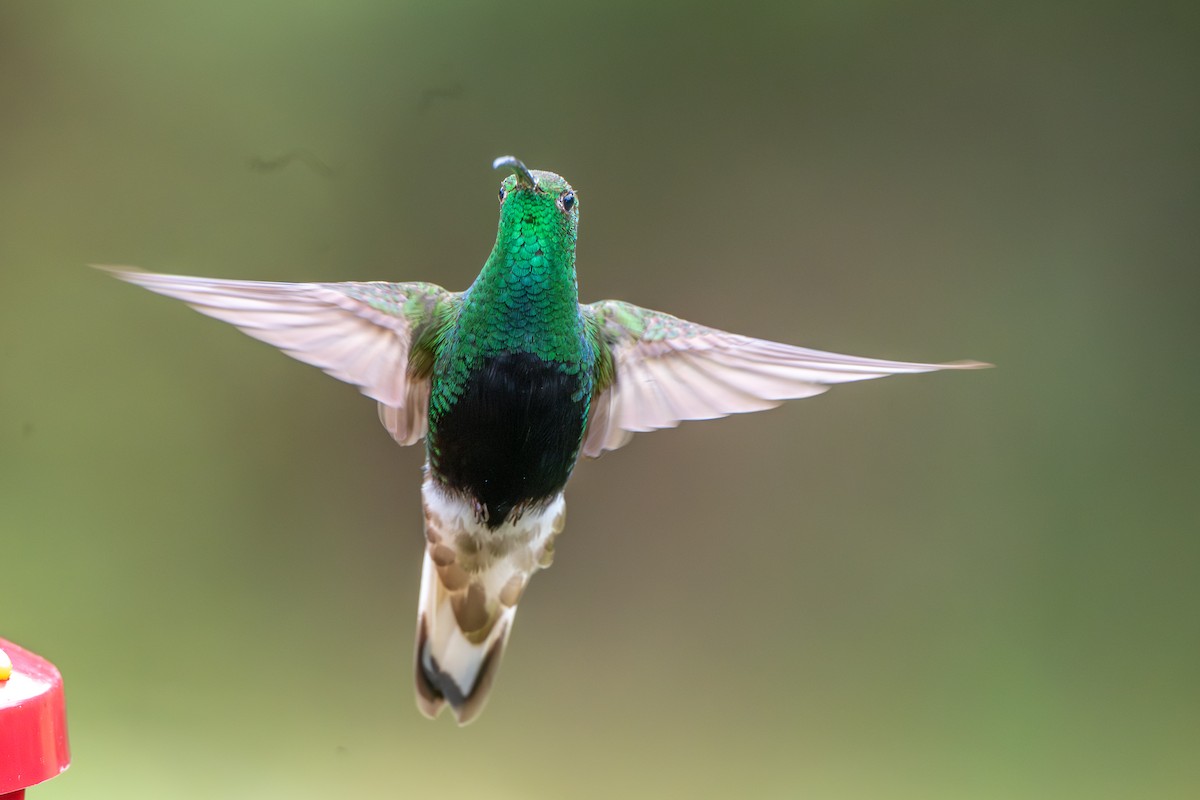 kolibřík aksamitový - ML647136516