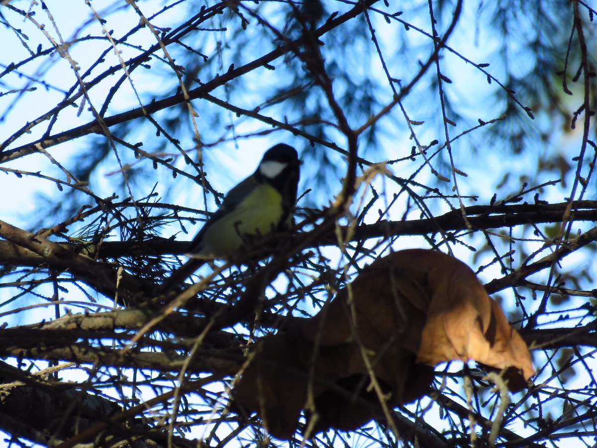 Carbonero Común - ML647136528