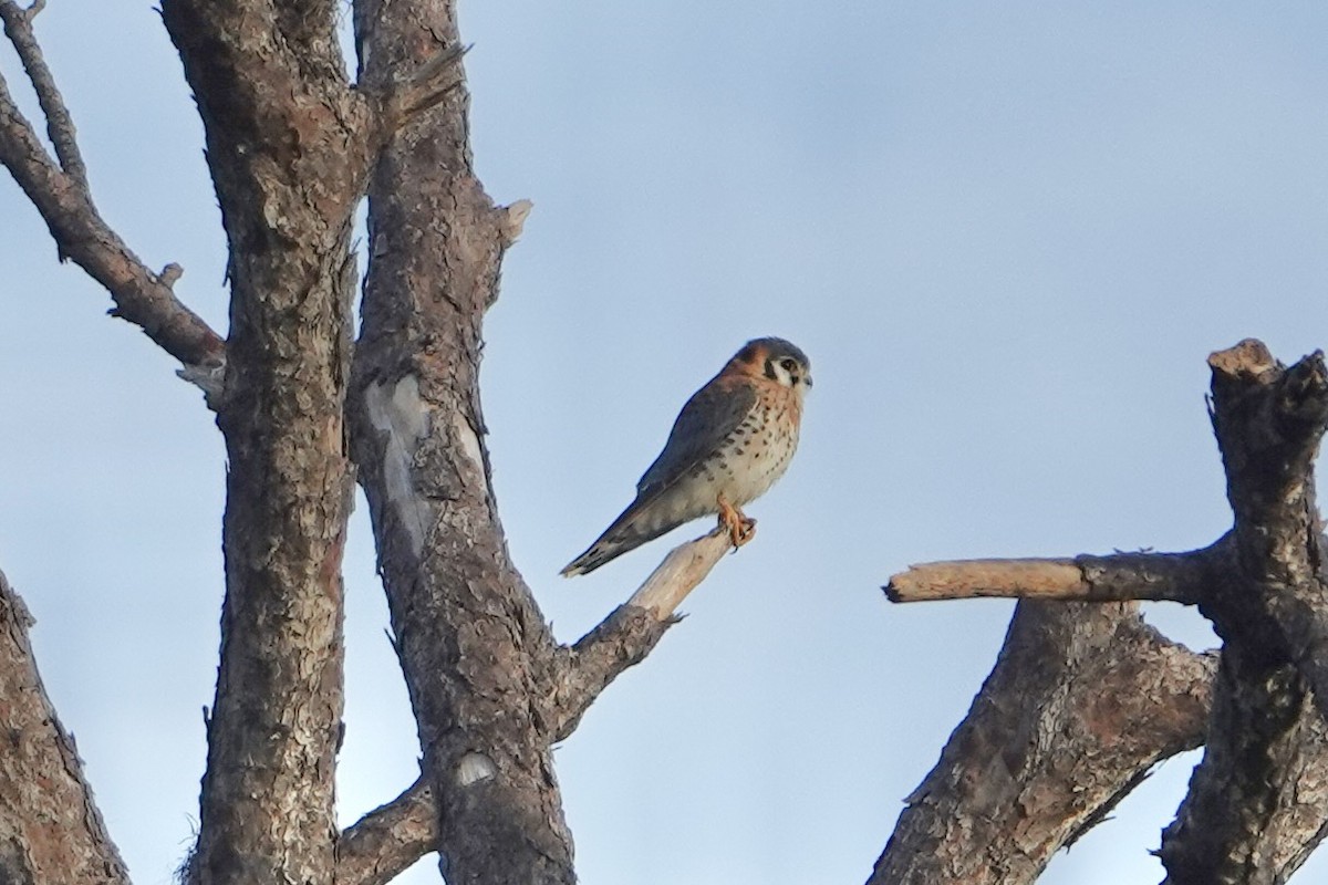 American Kestrel - ML647136531
