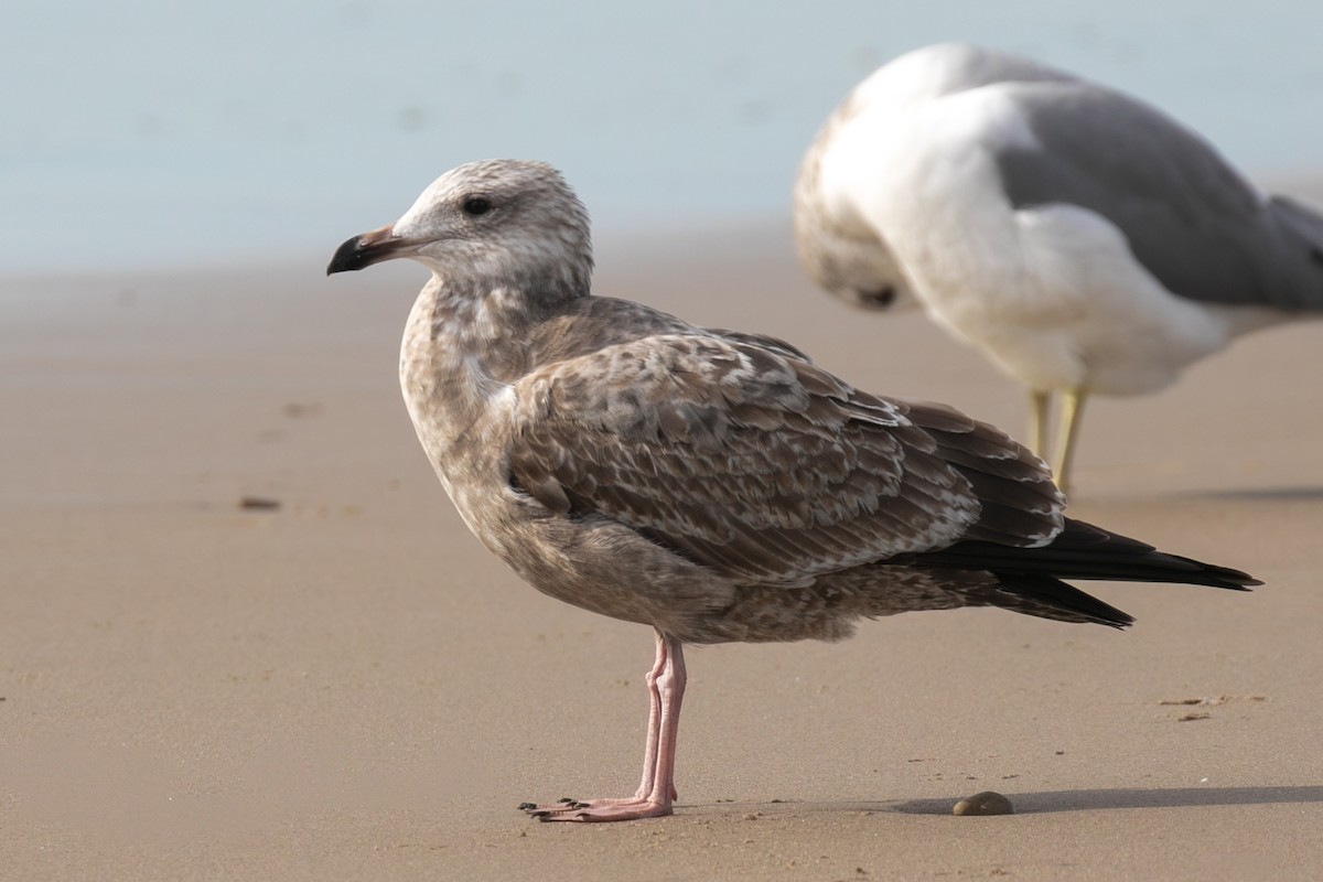 American Herring Gull - ML647136534