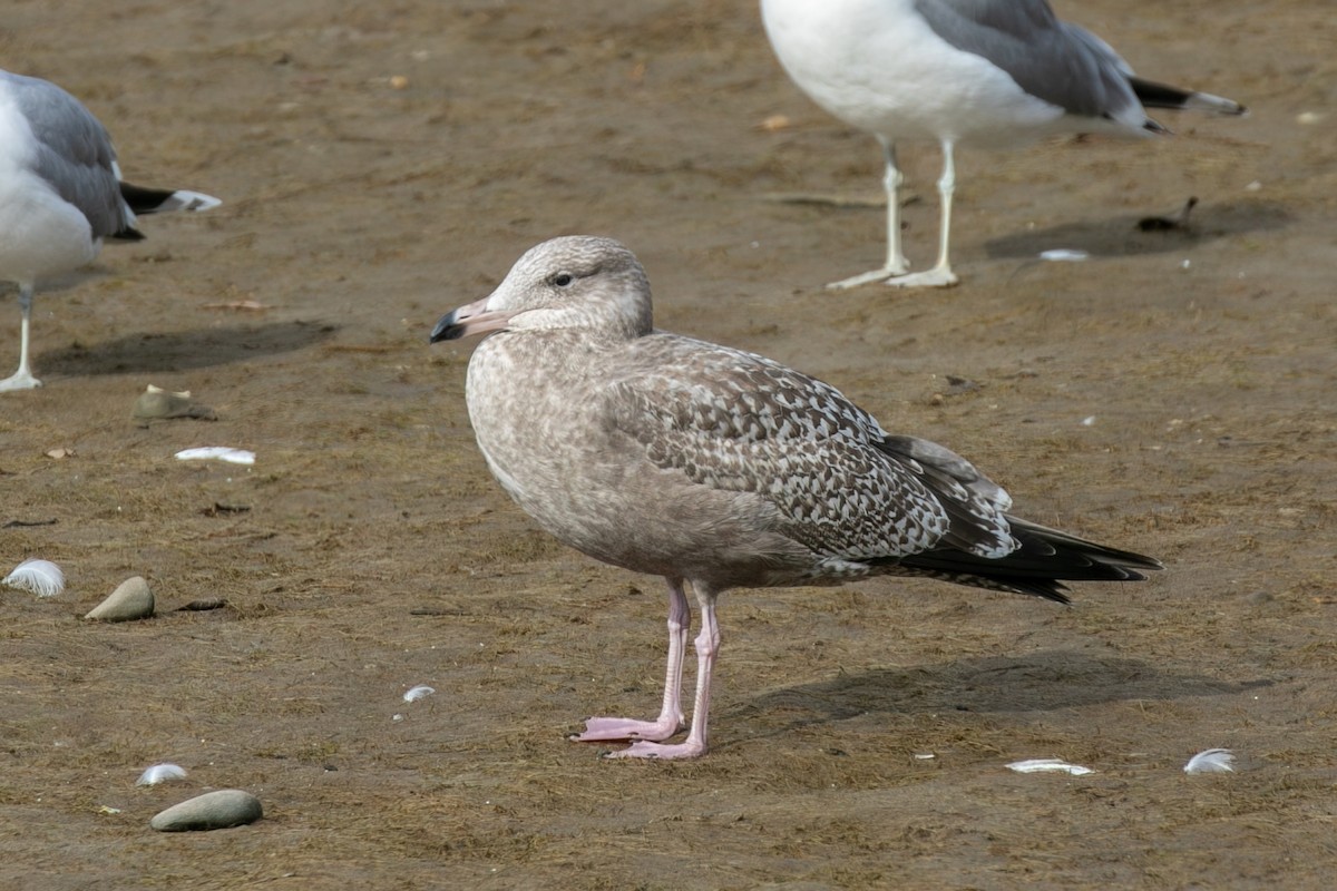 American Herring Gull - ML647136535