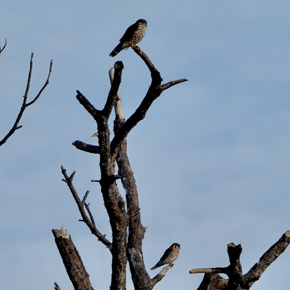 American Kestrel - ML647136536