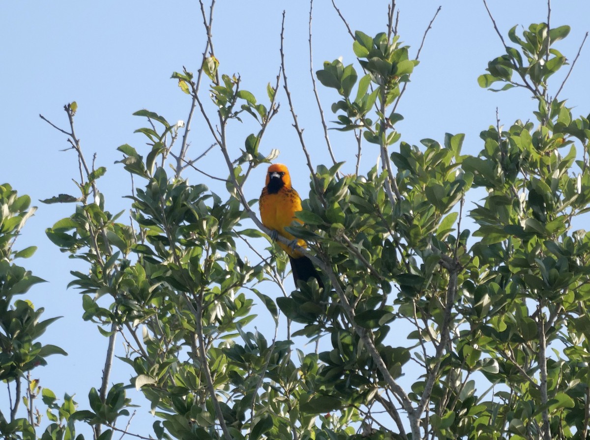 Spot-breasted Oriole - ML647136537