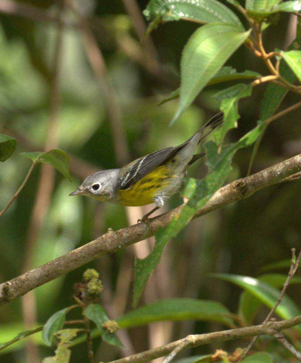 Magnolia Warbler - ML647136538