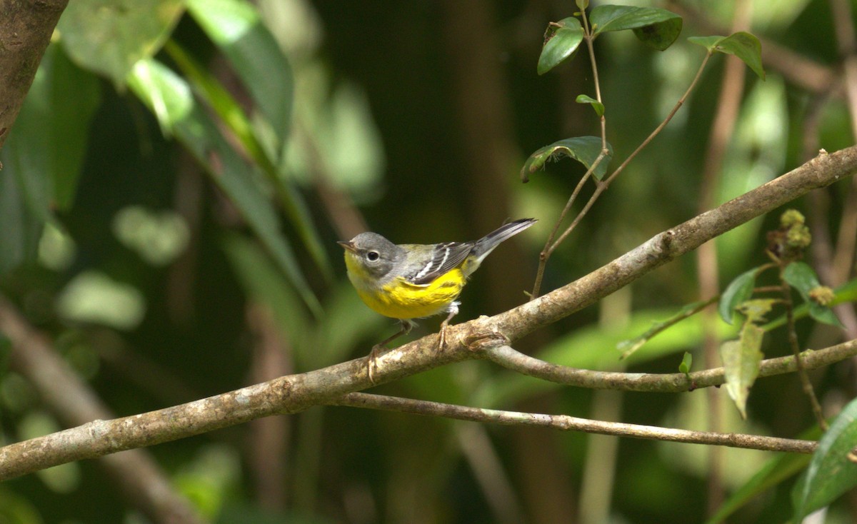 Magnolia Warbler - ML647136539