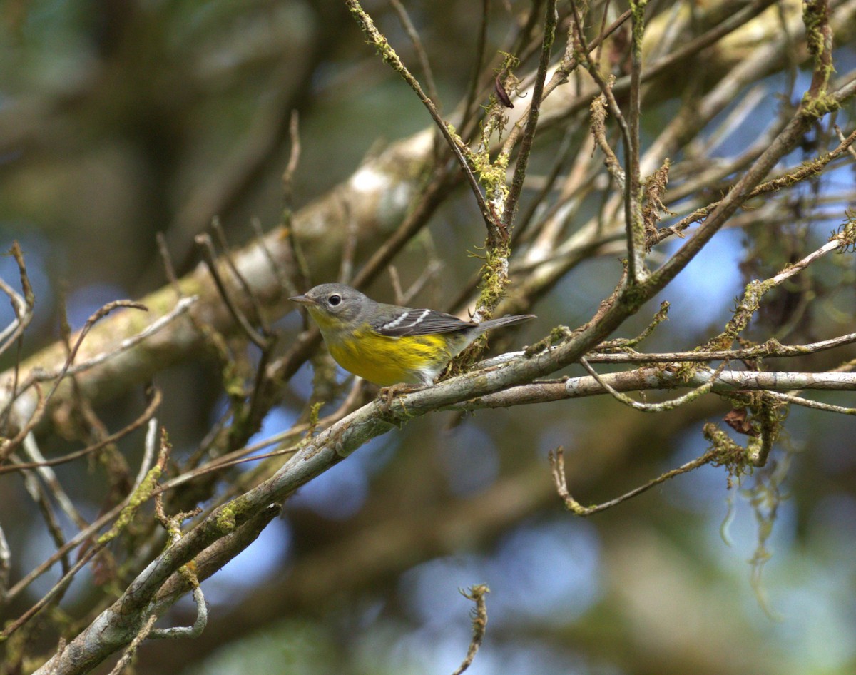 Magnolia Warbler - ML647136540