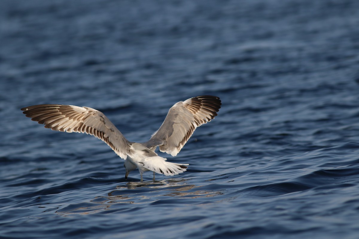 Lesser Black-backed Gull - ML647136541