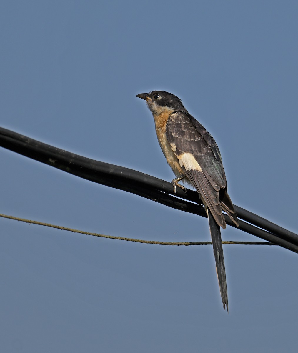 Pied Cuckoo - ML647136542