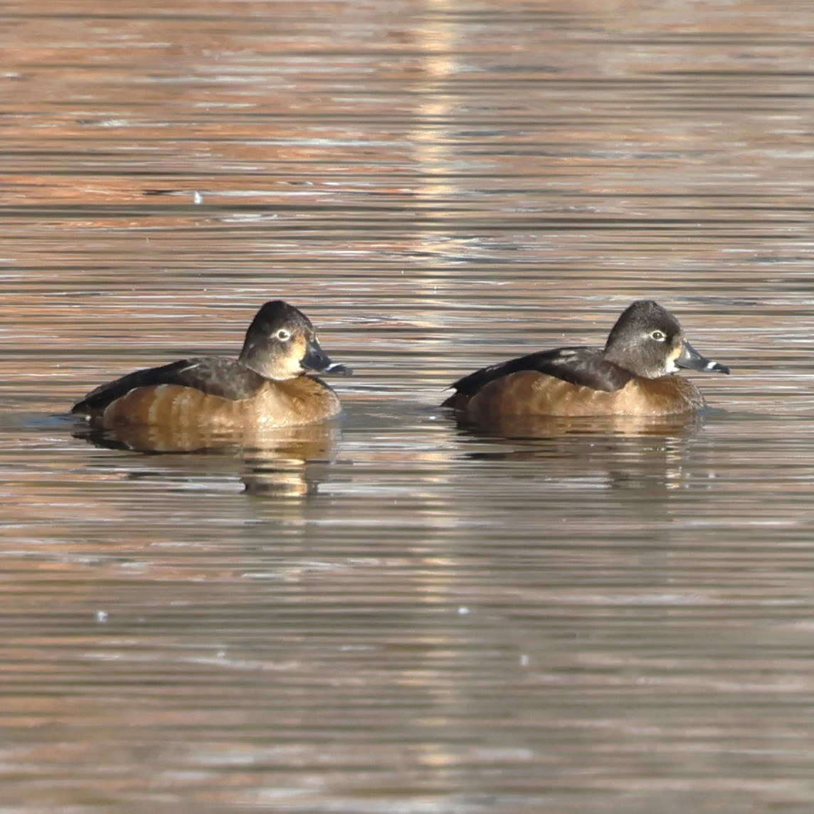 Ring-necked Duck - ML647136543