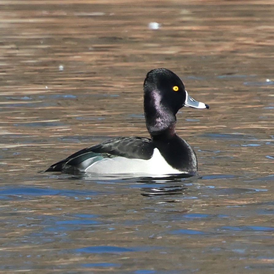 Ring-necked Duck - ML647136544