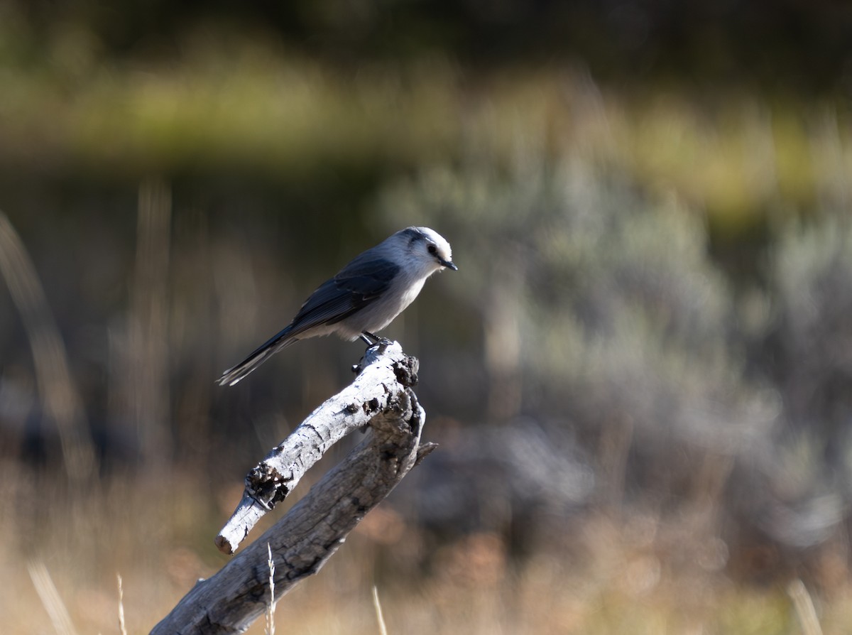 Canada Jay - ML647136545