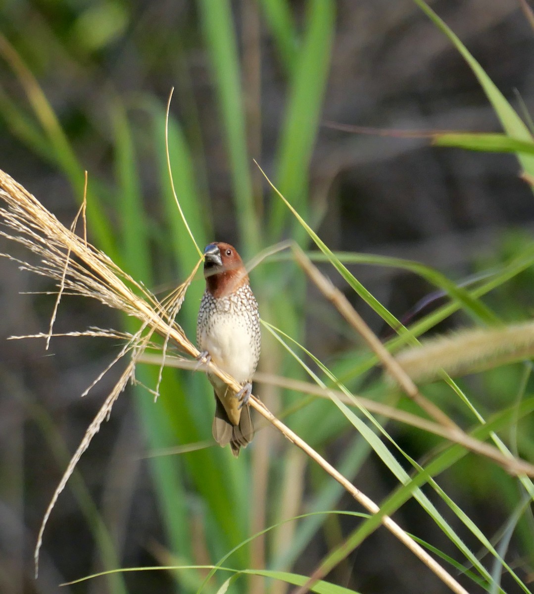 Scaly-breasted Munia - ML647136546